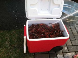 crawfish